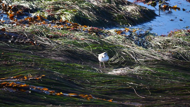 Snowy Plover - ML629121159