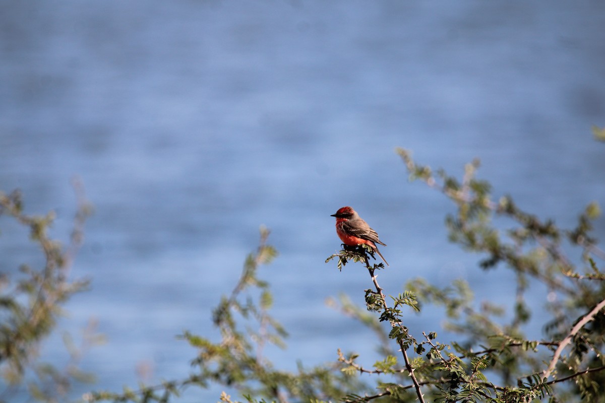 Vermilion Flycatcher - ML629121162