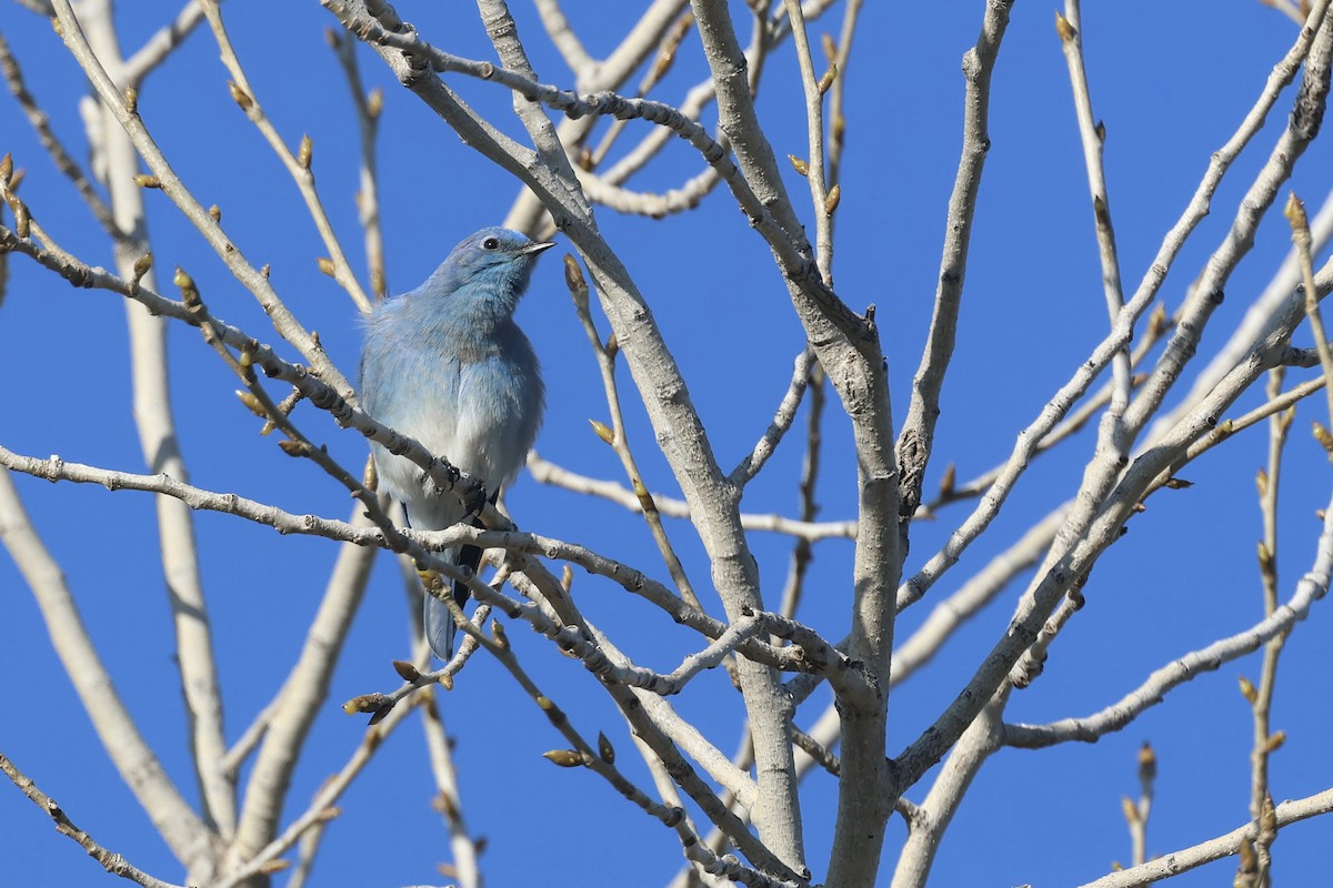 Mountain Bluebird - ML629121185