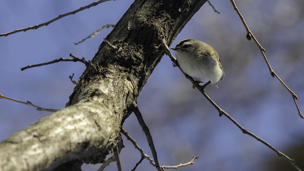 Golden-crowned Kinglet - ML629121279