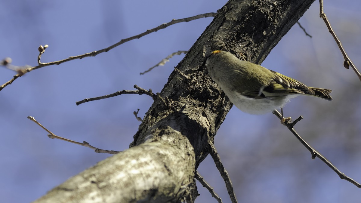 Golden-crowned Kinglet - ML629121280