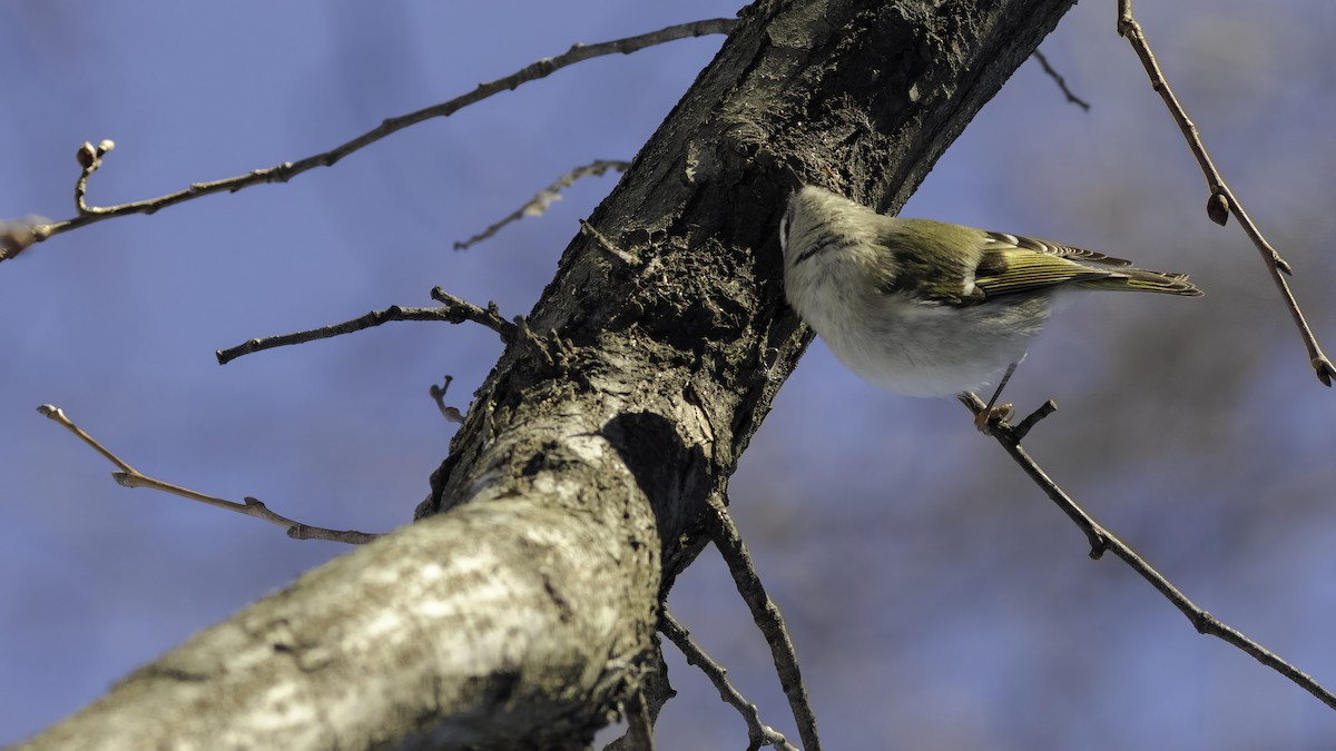 Golden-crowned Kinglet - ML629121283