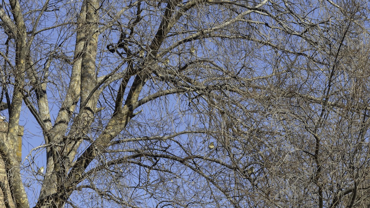 American Goldfinch - ML629121298