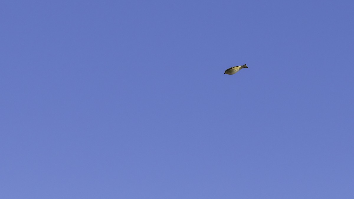 American Goldfinch - ML629121300