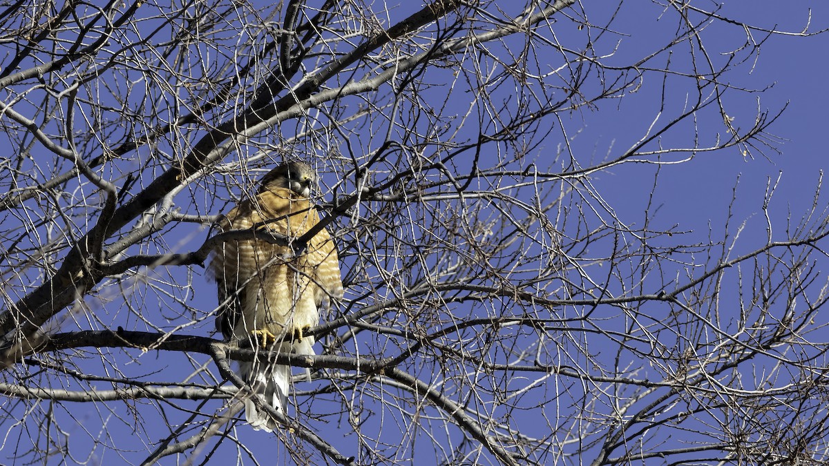 Red-shouldered Hawk - ML629121316