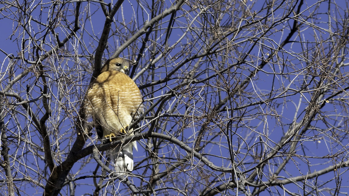 Red-shouldered Hawk - ML629121317