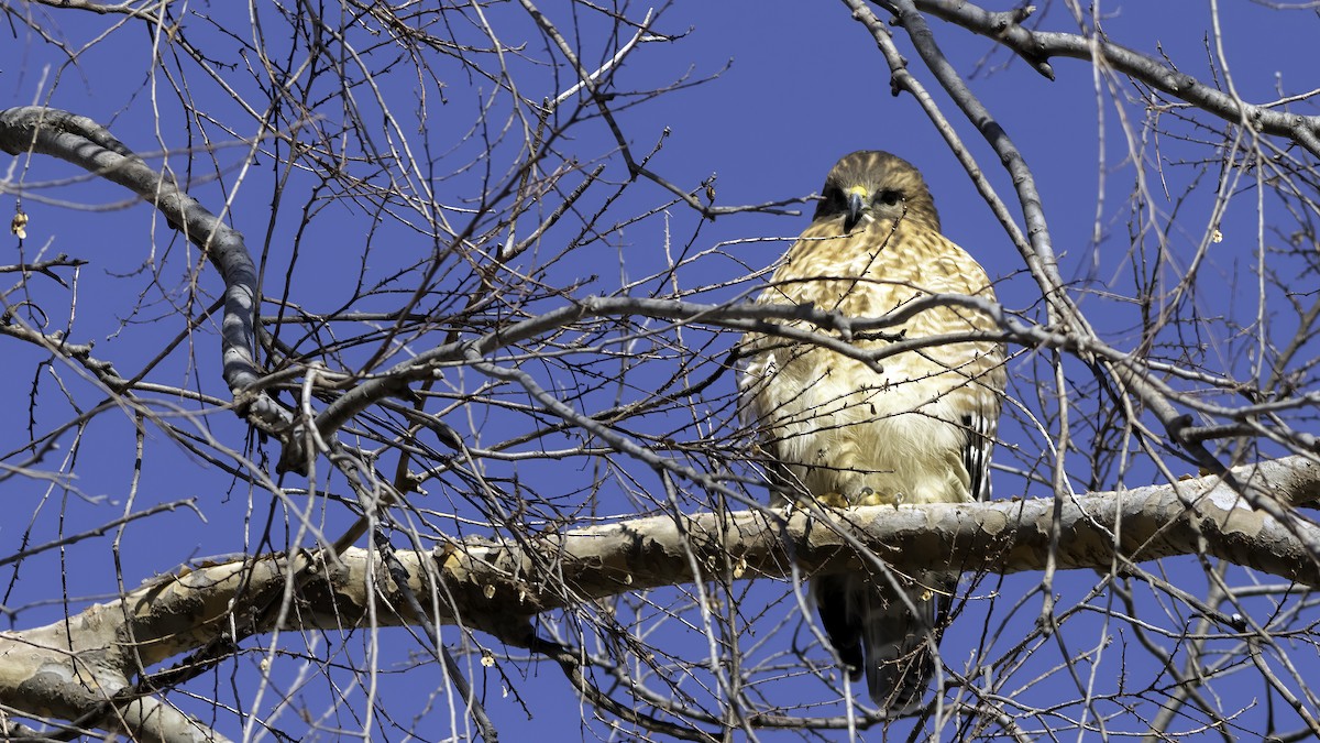 Red-shouldered Hawk - ML629121319