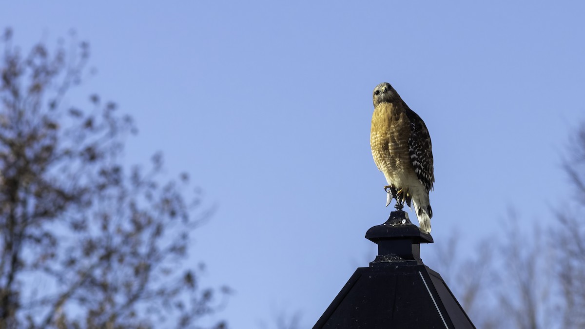 Red-shouldered Hawk - ML629121320