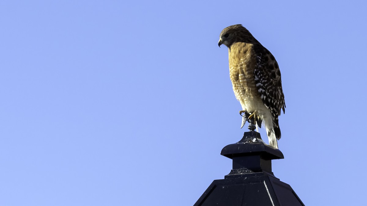 Red-shouldered Hawk - ML629121325