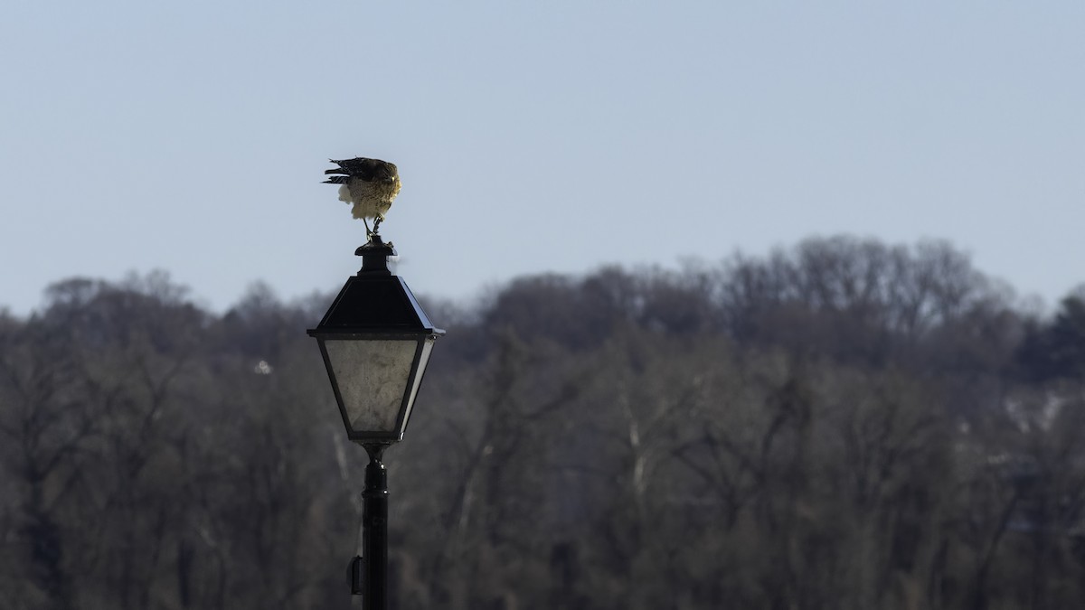 Red-shouldered Hawk - ML629121328