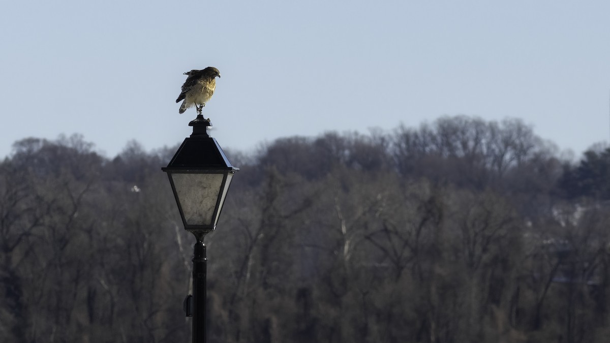 Red-shouldered Hawk - ML629121329