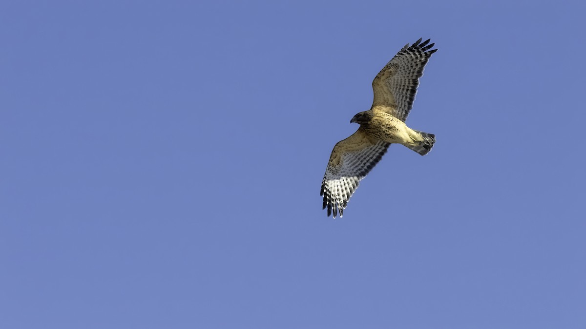 Red-shouldered Hawk - ML629121332