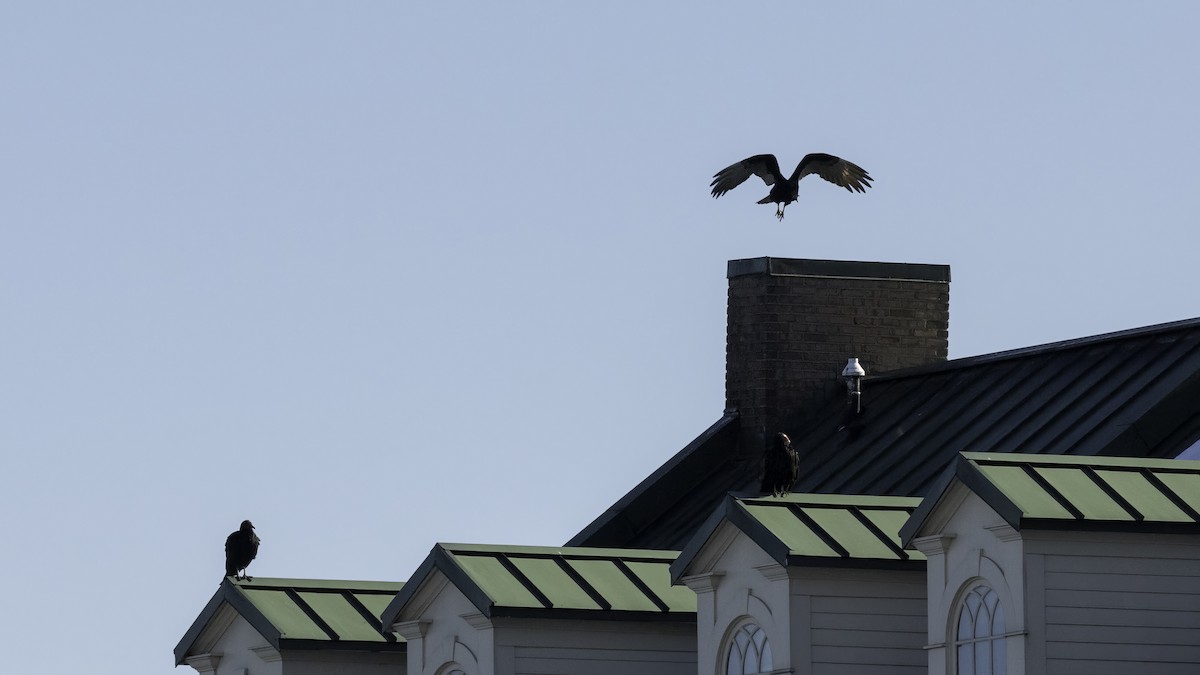 Turkey Vulture - ML629121349