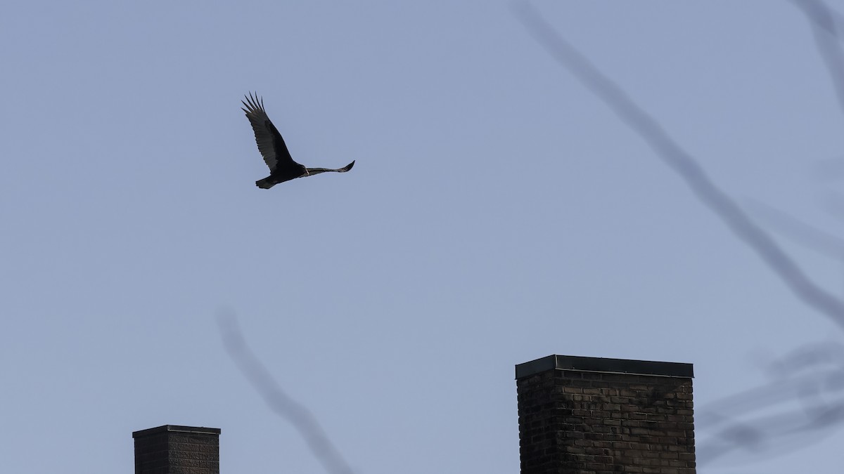 Turkey Vulture - ML629121351