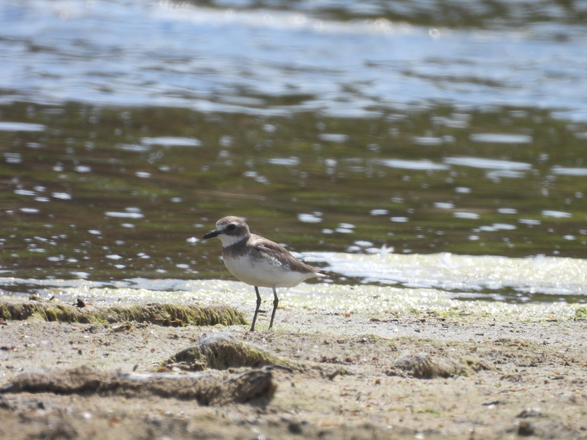 Siberian Sand-Plover - ML629121407