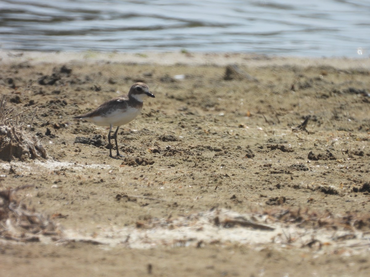 Siberian Sand-Plover - ML629121408