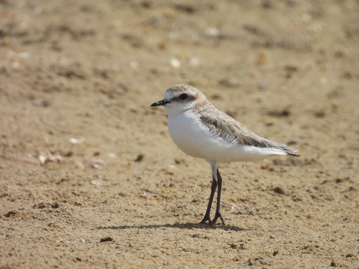 Red-capped Plover - ML629121412