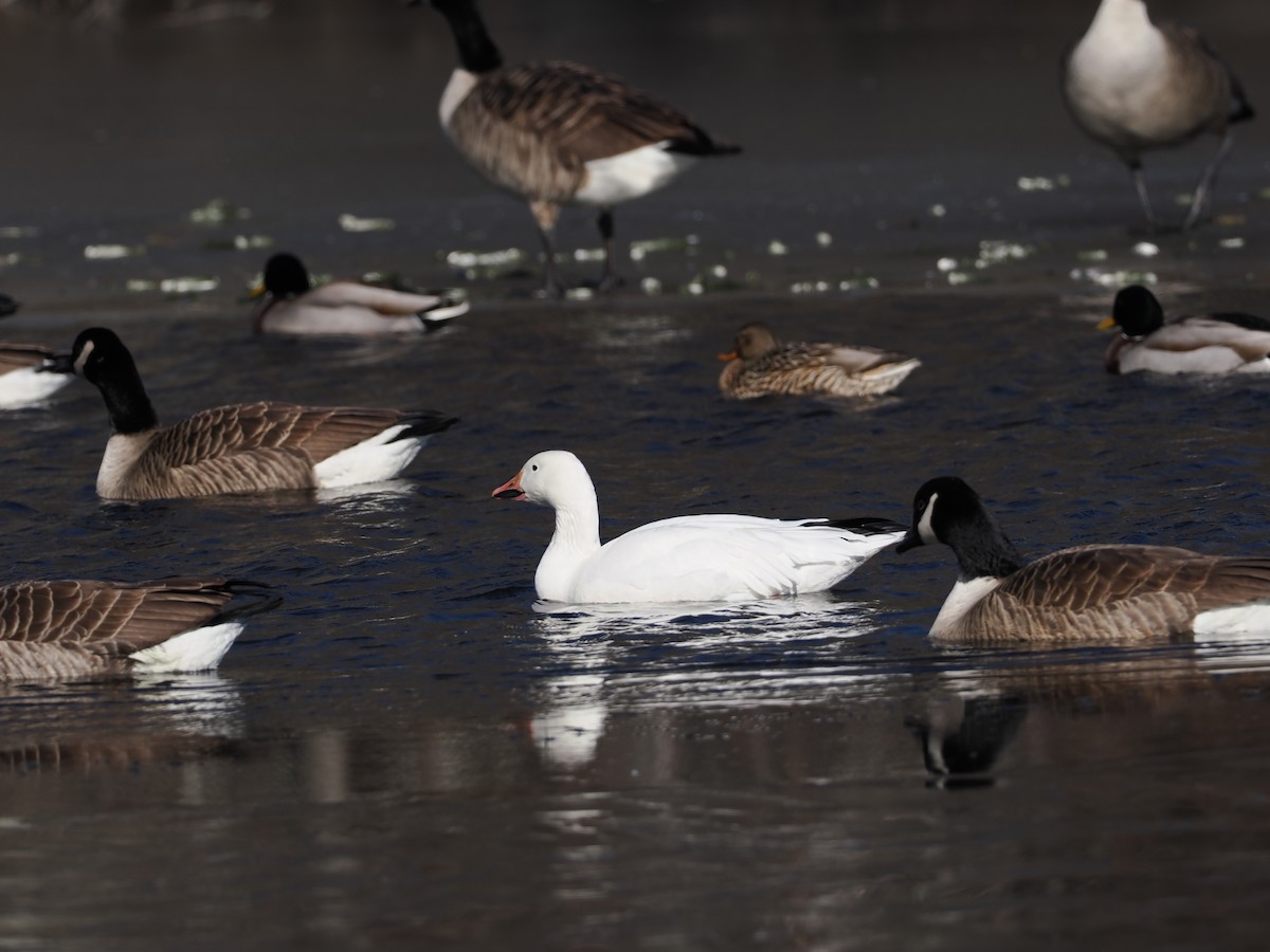 Snow Goose - ML629121453