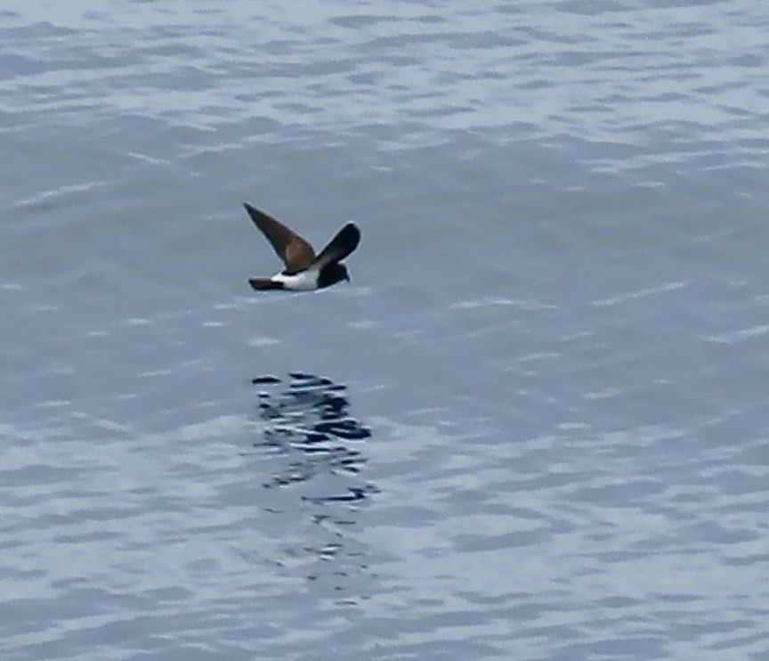 Black-bellied Storm-Petrel - ML629121519