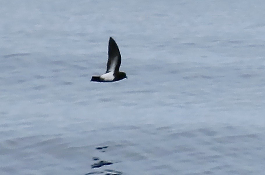 Black-bellied Storm-Petrel - ML629121520