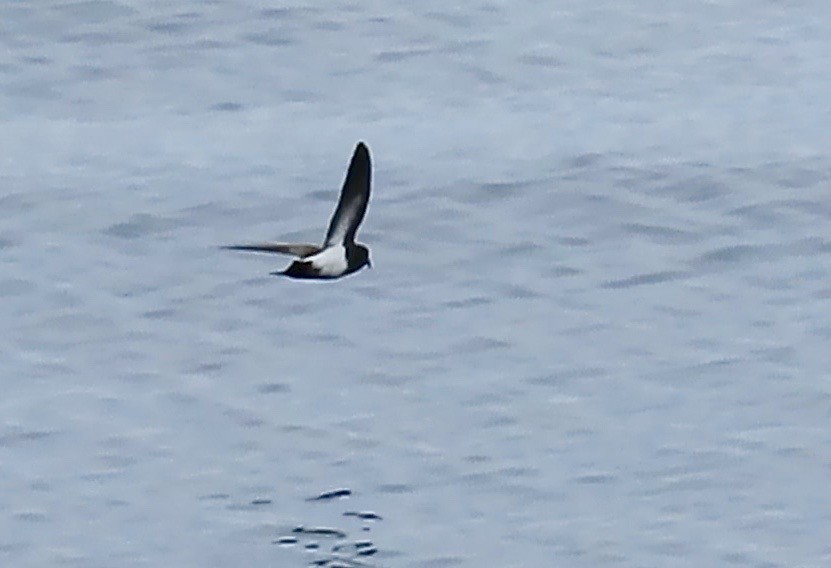 Black-bellied Storm-Petrel - ML629121521