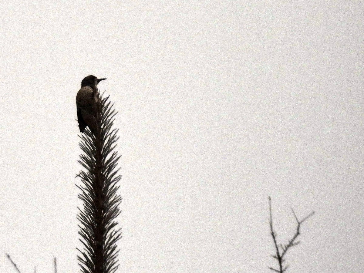 Northern Flicker - ML629121651