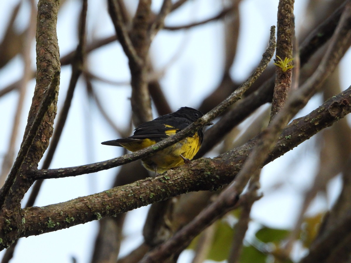 Tarin à ventre jaune - ML629121654