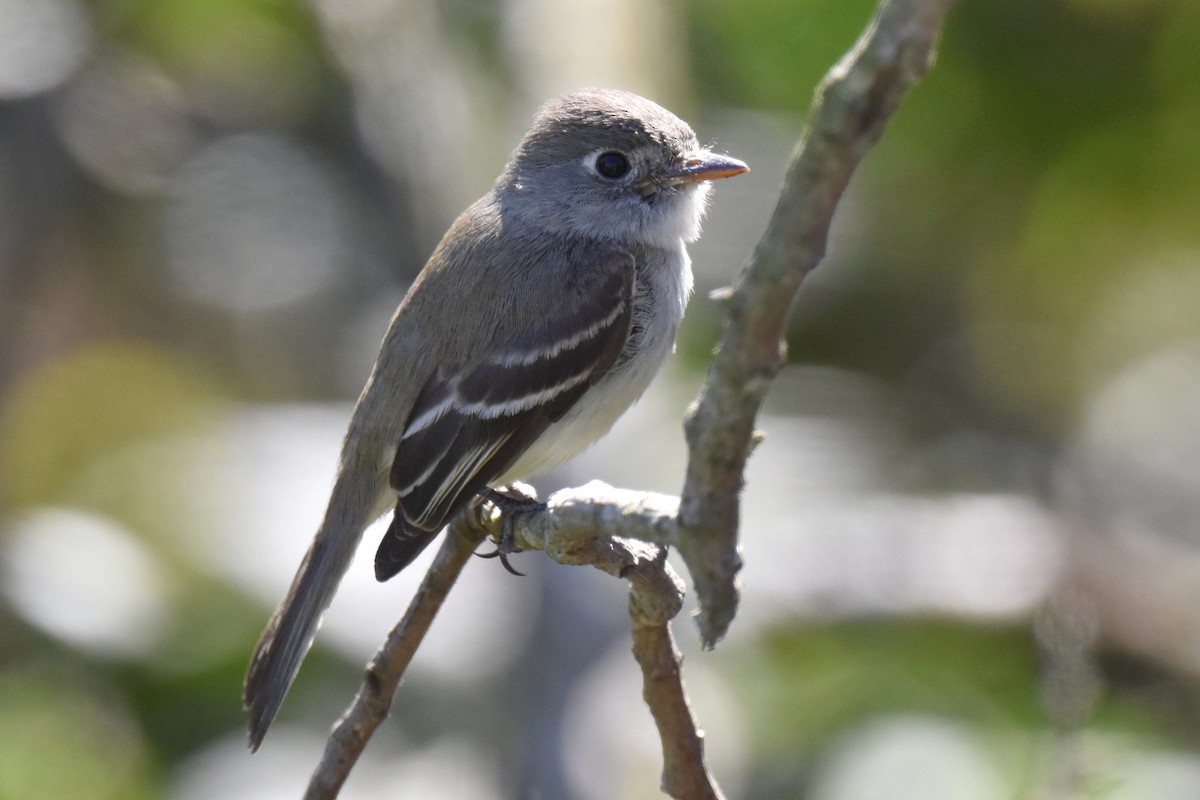 Least Flycatcher - ML629121749