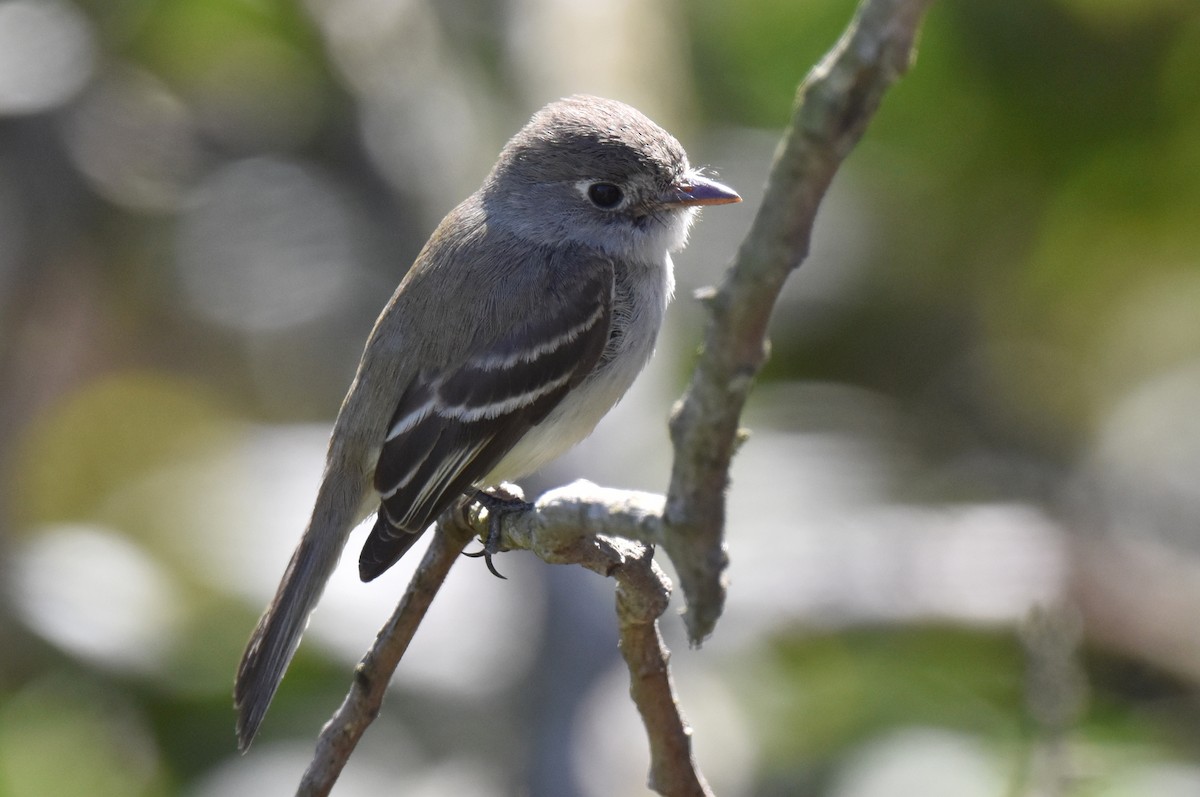 Least Flycatcher - ML629121750