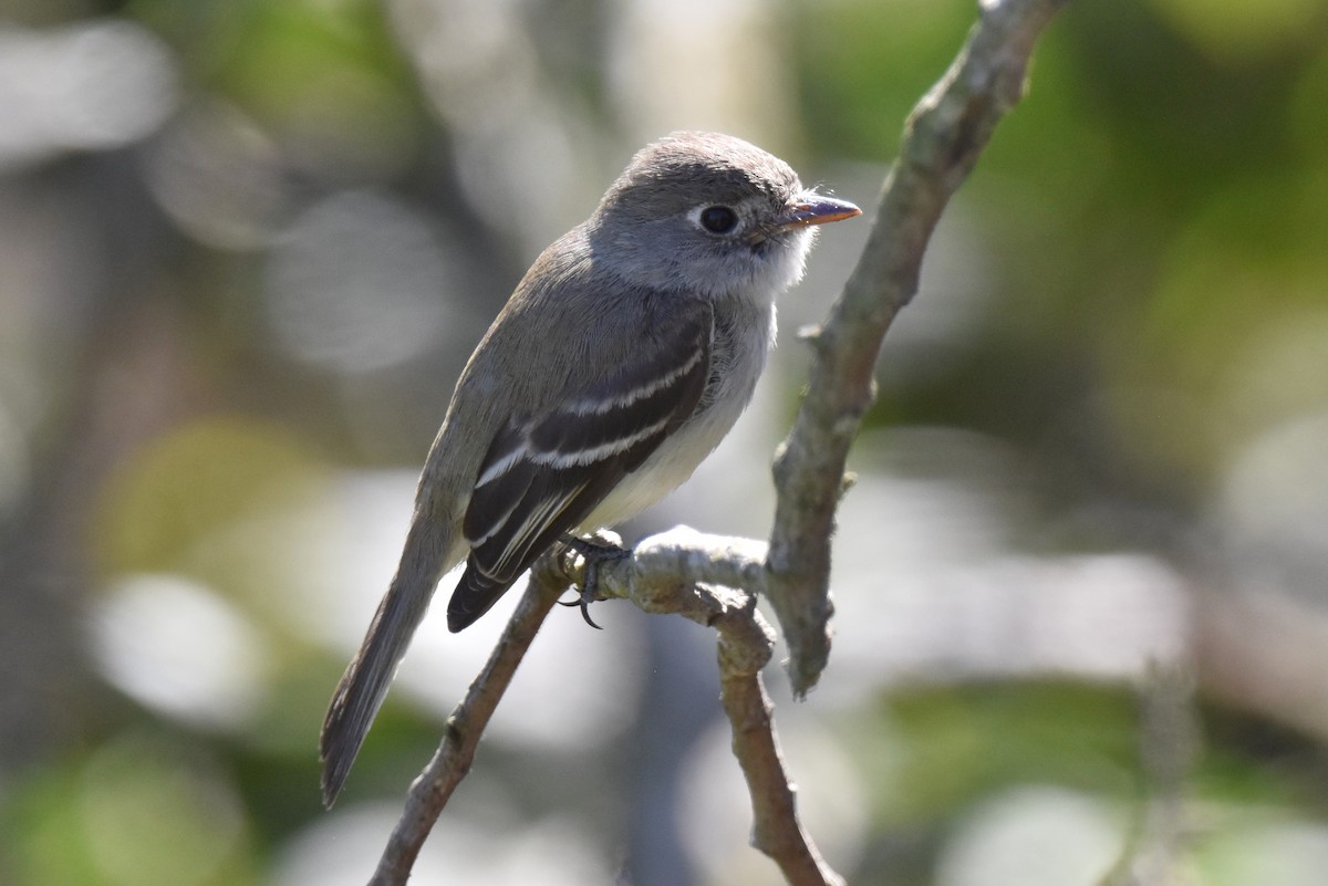 Least Flycatcher - ML629121751