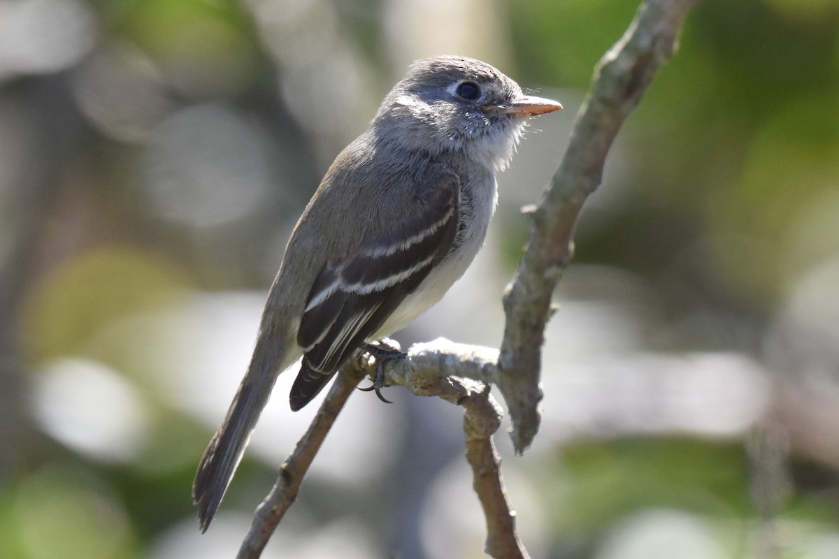 Least Flycatcher - ML629121756