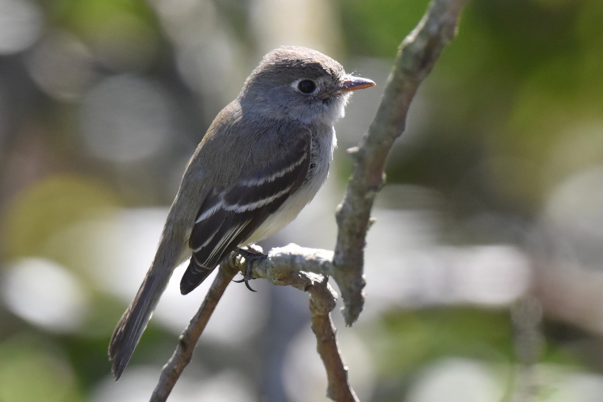 Least Flycatcher - ML629121757