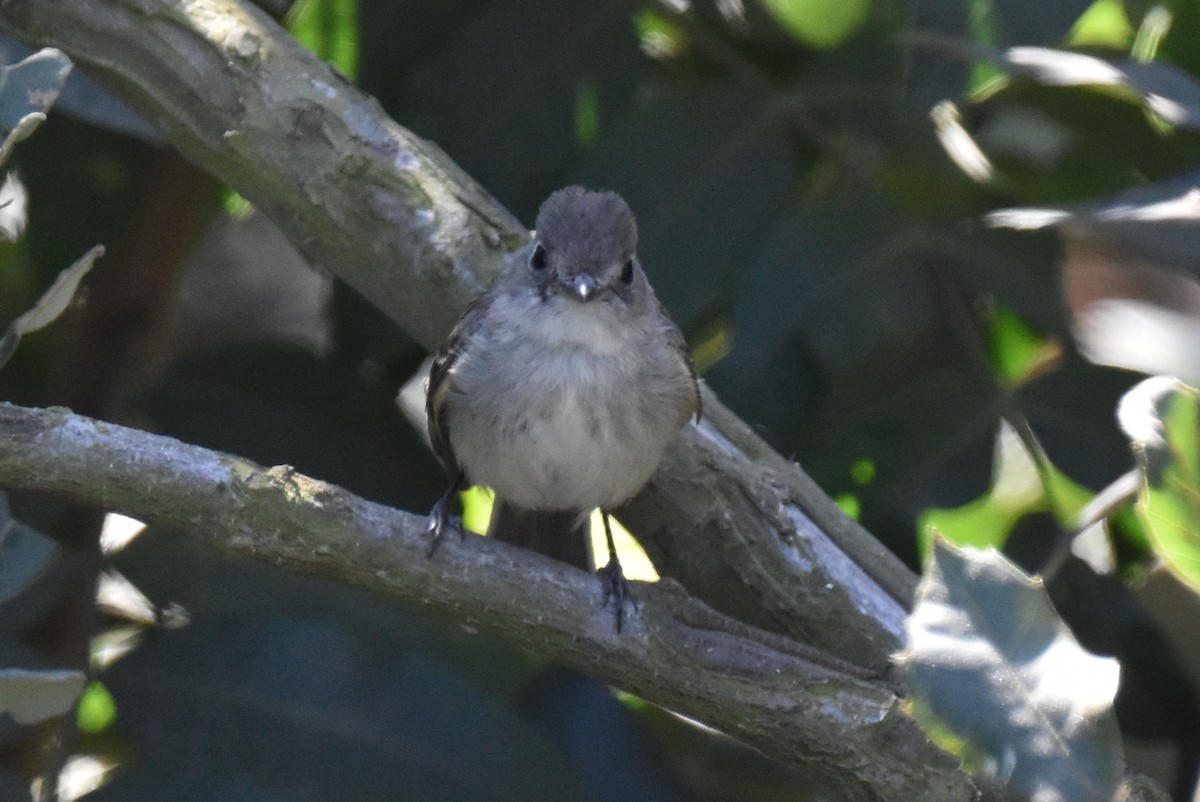 Least Flycatcher - ML629121760