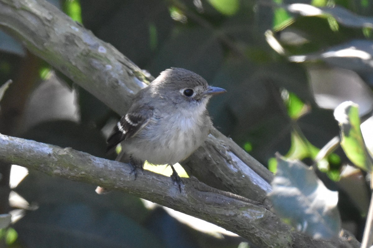 Least Flycatcher - ML629121761