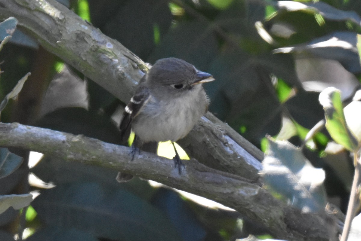 Least Flycatcher - ML629121762