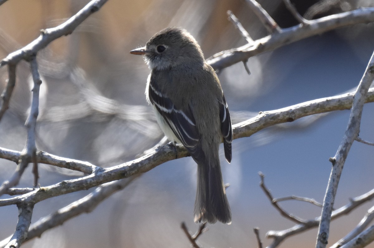 Least Flycatcher - ML629121763