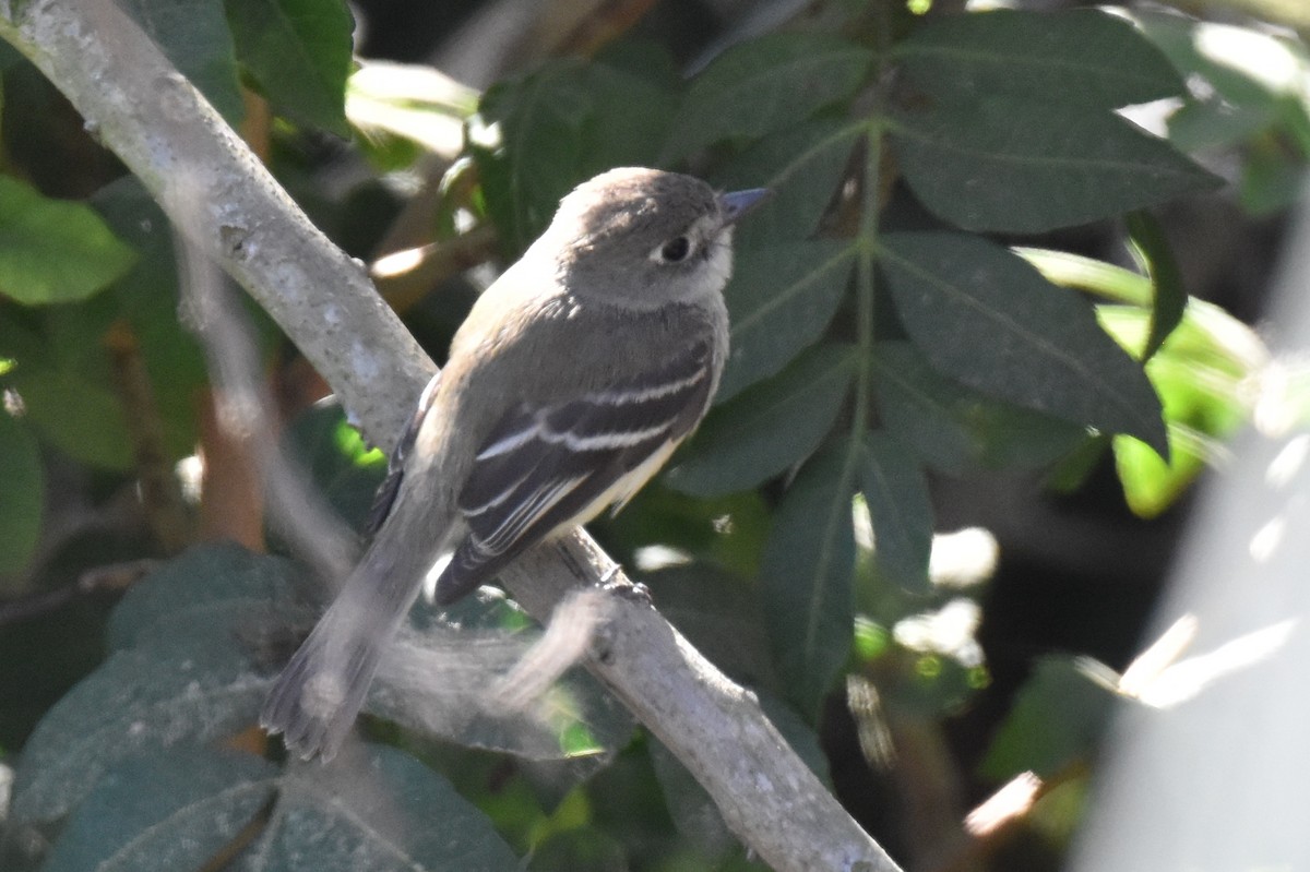 Least Flycatcher - ML629121765