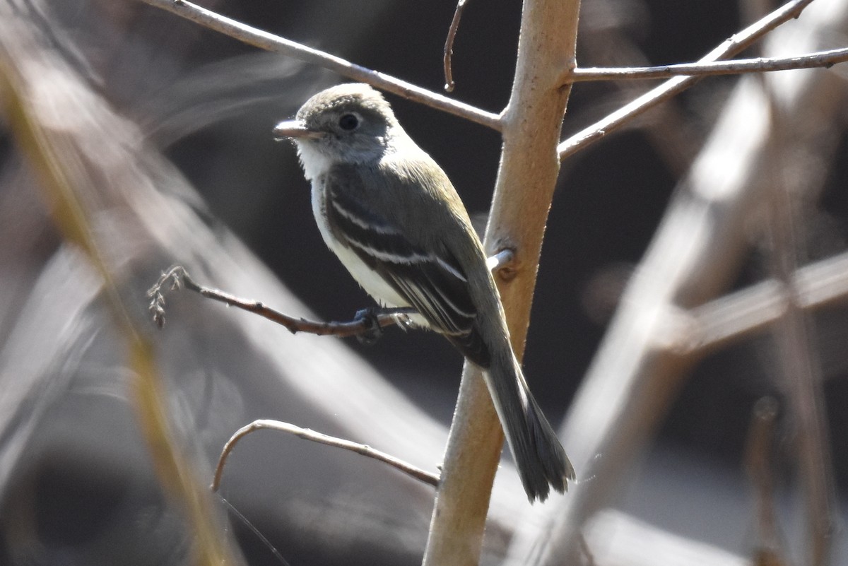 Least Flycatcher - ML629121766