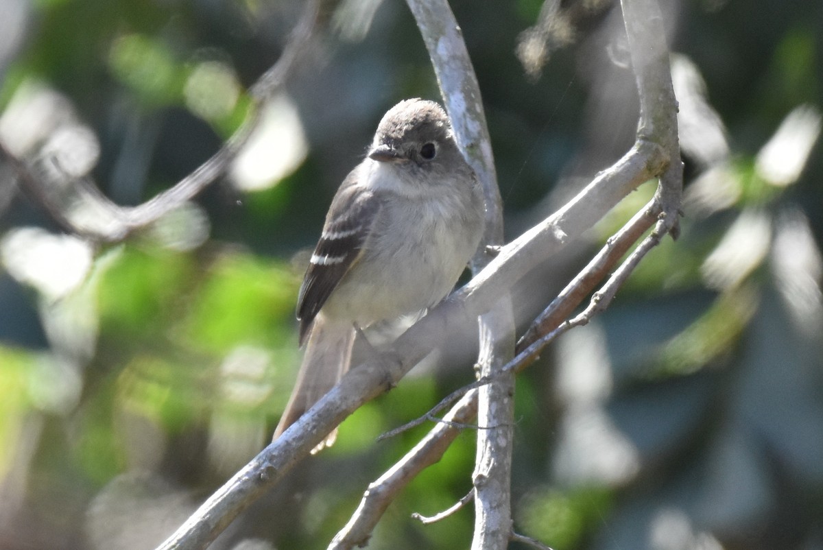 Least Flycatcher - ML629121767