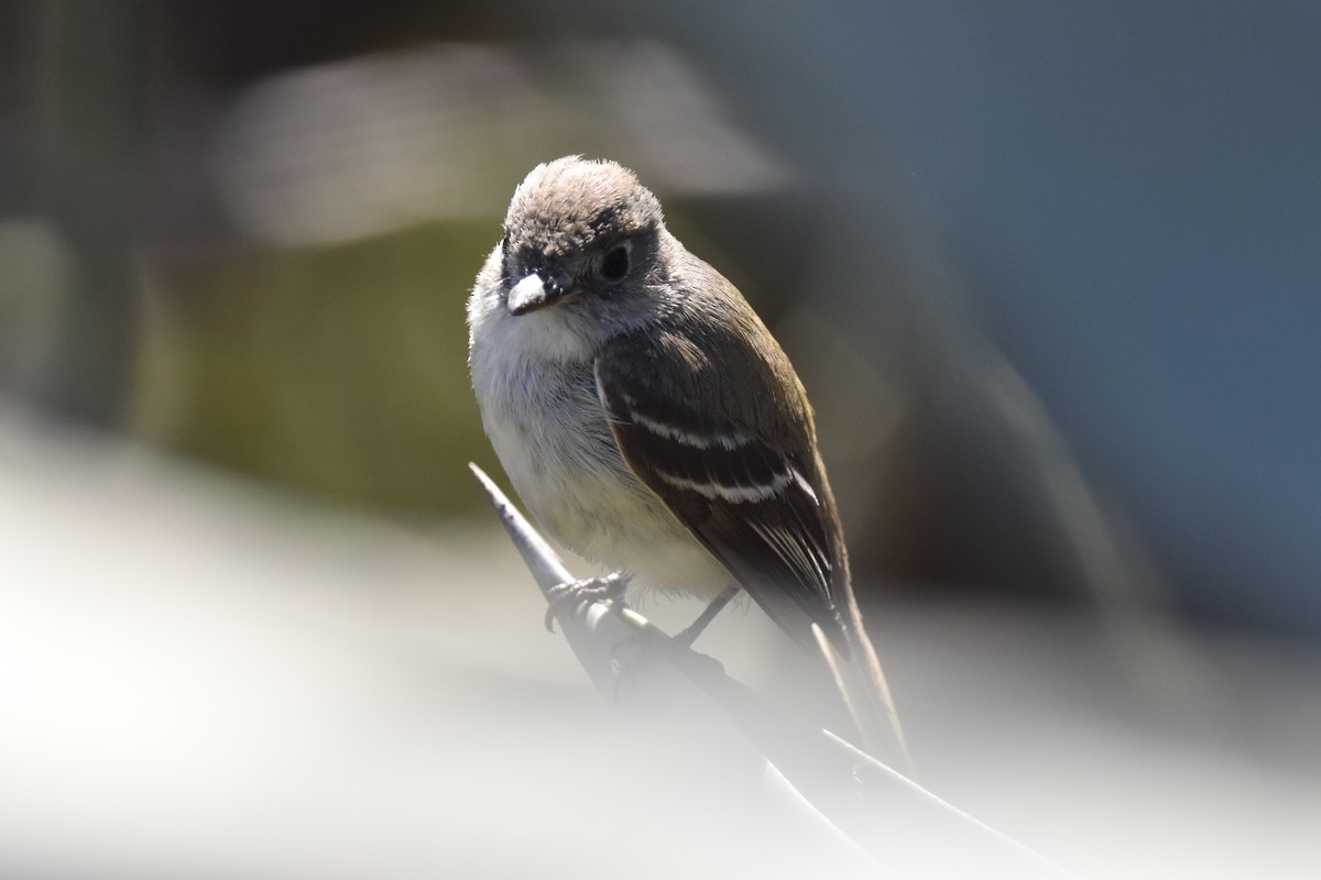 Least Flycatcher - ML629121768