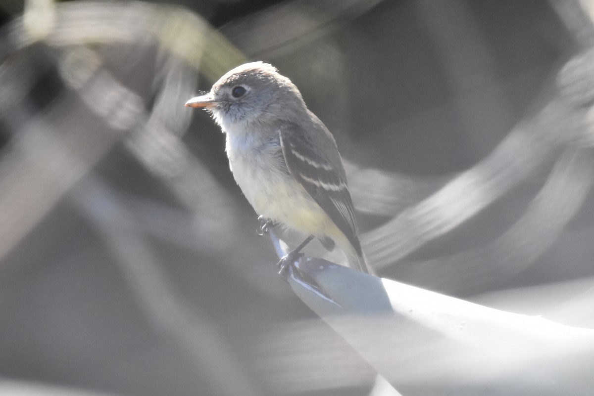 Least Flycatcher - ML629121770