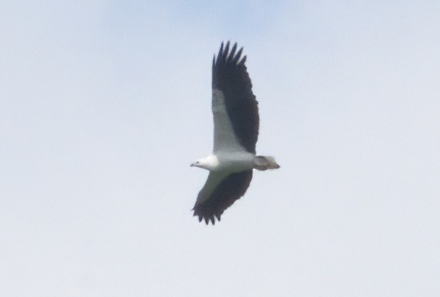 White-bellied Sea-Eagle - ML629121776