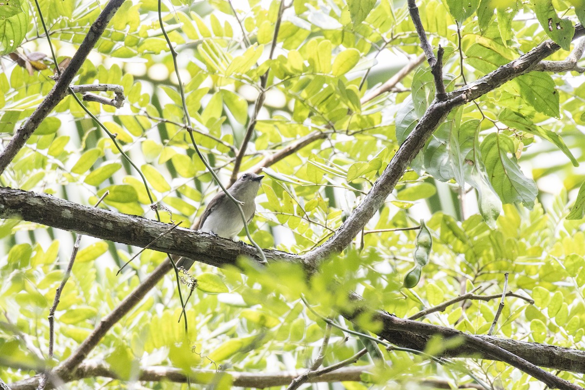 Mangrove Whistler - ML629122082