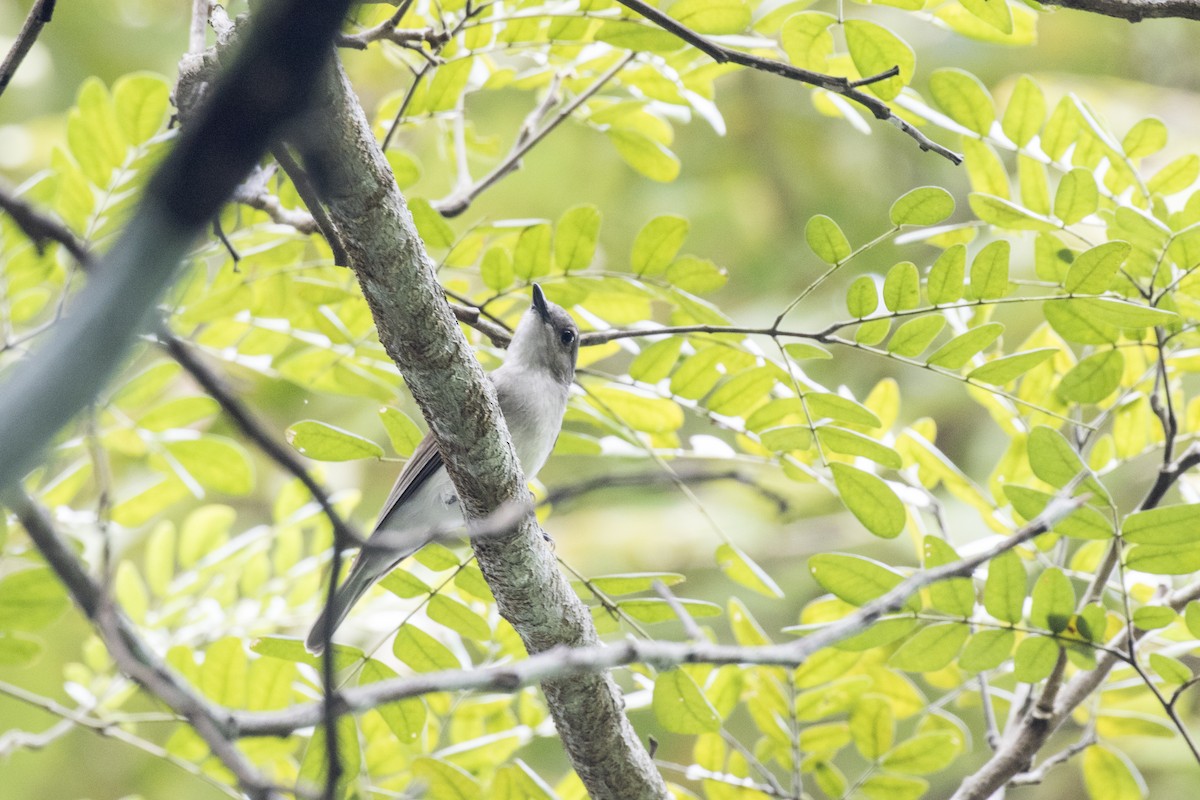 Mangrove Whistler - ML629122083