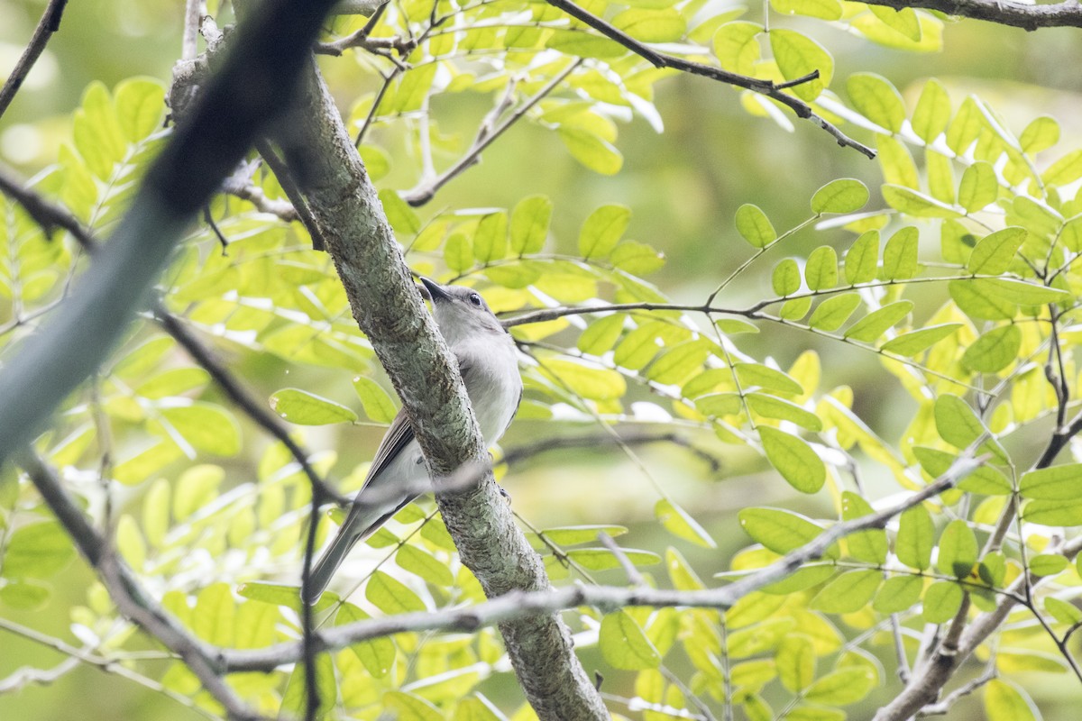 Mangrove Whistler - ML629122084