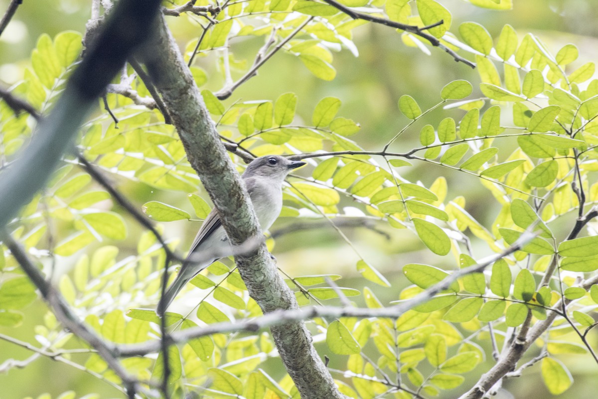 Mangrove Whistler - ML629122085