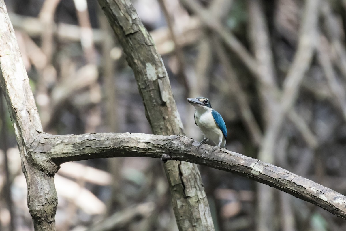 Collared Kingfisher - ML629122125