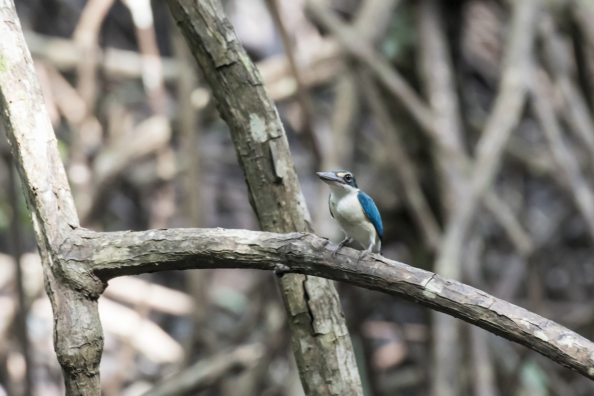 Collared Kingfisher - ML629122126