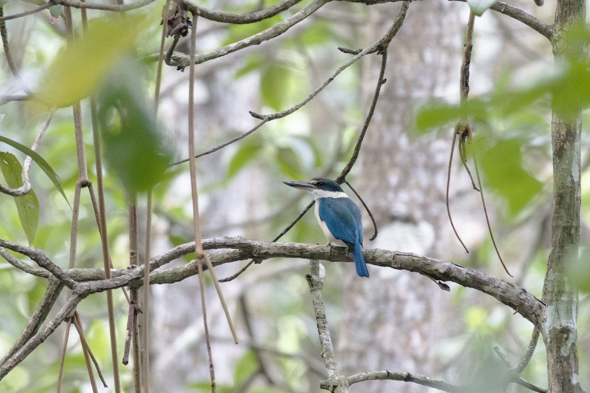 Collared Kingfisher - ML629122127