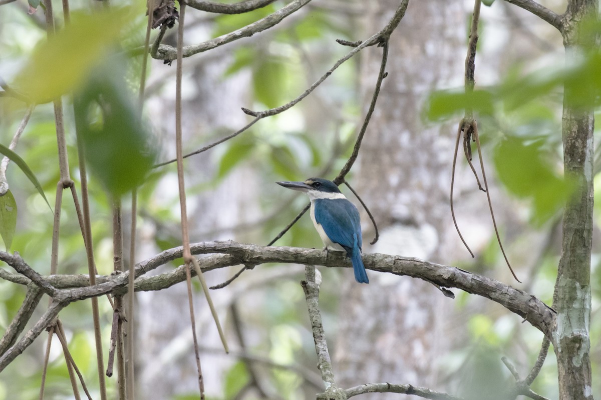 Collared Kingfisher - ML629122128